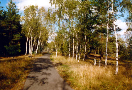 Radweg auf ehemaliger Bahntrasse (Birkenweg)